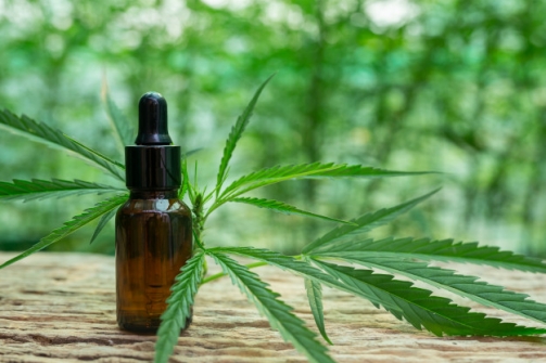 Imagem notícia Anvisa debate liberação do cultivo de Cannabis para fins medicinais 