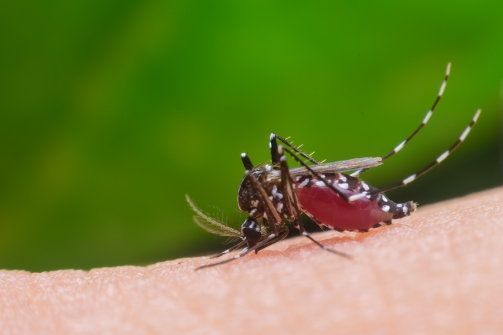 Imagem notícia Brasil registra 410 mortes por doenças ligadas ao Aedes neste ano