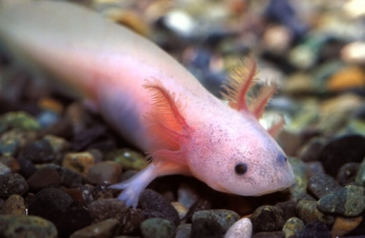 Imagem notícia Cientistas brasileiros abrem caminho para que humanos regenerem membros como salamandras