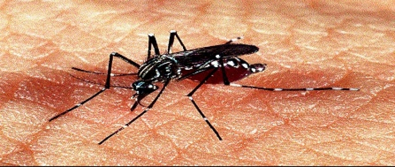 Imagem notícia Anvisa registra primeira vacina contra dengue no Brasil